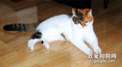 猫咪家庭意外事故之异物入喉