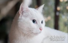 猫胃内异物的治疗及体会