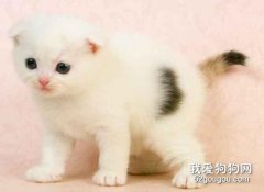 关于猫咪肠胃异常的一些问题