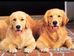 犬食道梗阻的发病机理