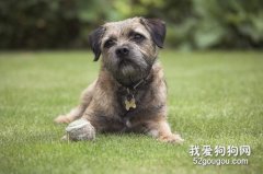 通过雪纳瑞尿色判断健康状况