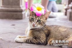 猫癣的预防和治疗方法