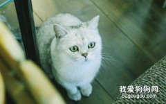 秋季如何预防猫癣？