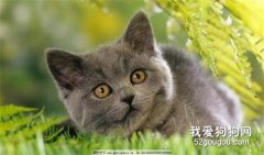 猫咪常见的内寄生虫病之绦虫病