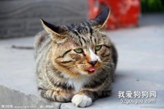 猫咪绦虫的病因治疗