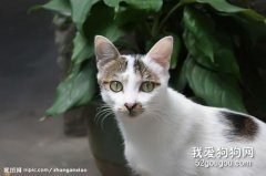 猫咪绦虫病的认知和防治