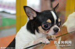 犬钩虫病的病因介绍