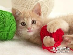 如何防治猫钩虫病？