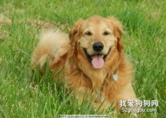 犬产褥痉挛的诊断及治疗