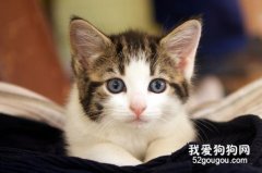 猫咪消化不良的症状及治疗？