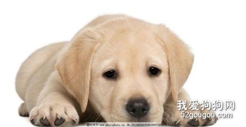 拉布拉多幼犬消化不良怎么回事