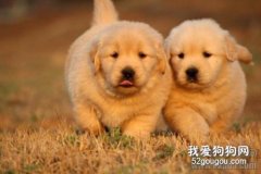 如何预防金毛犬感冒？