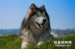 安宫牛黄丸在犬瘟热病例治疗中的应用