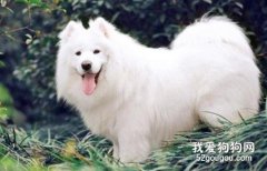 萨摩耶犬瘟热的症状和预防方法