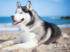 哈士奇犬瘟（犬瘟热）的治疗方法