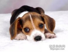 关于犬瘟热的早期症状有哪些?