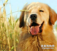 得了犬瘟怎么办？金毛最可怕的疾病：犬瘟的治疗