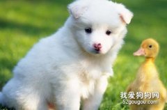 狗狗得了犬瘟（狗瘟）怎么办?