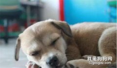 狗狗犬瘟热怎么治?