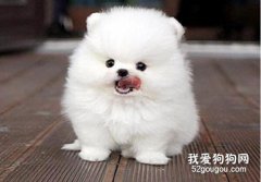 狗狗要谨防细小和犬瘟