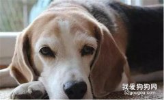 比熊犬细小病毒性肠炎的病因及治疗方法