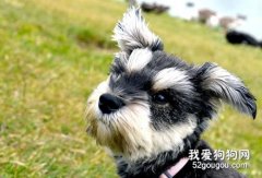 雪纳瑞犬细小病毒的症状和预防措施