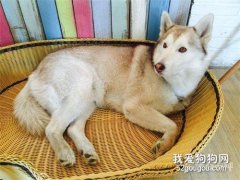 治疗细小病毒的偏方