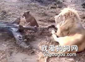 <b>看到老虎过来后，狗砸立马躲进了狮子的怀里：大哥，罩我！</b>