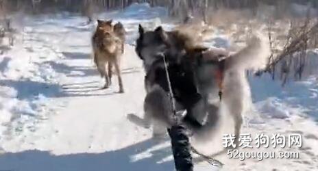雪橇犬拉雪橇时突然半路尿急，它竟然用了这个招数...