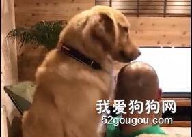 <b>金毛帮主人洗头，全程一滴口水都没浪费，笑喷了....</b>