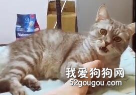 <b>猫咪舔了一下主人的脚后....喵要哭了....</b>