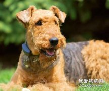 犬的常见皮肤病（三）疥螨感染