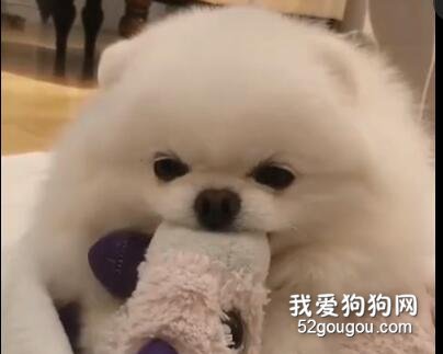 <b>小博美叼着玩偶打瞌睡...网友：想和它一起睡...</b>