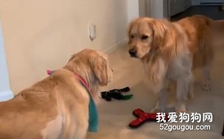 两只金毛打架一触即发，突然手机似鬼神附体卡了一分钟，吓哭了