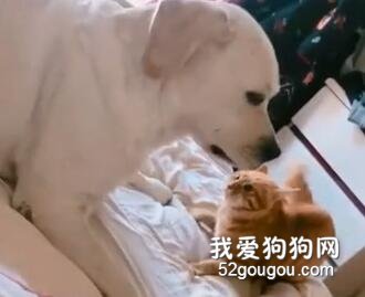 <b>橘猫想撸狗却被无情拒绝，猫：我活的如此卑微</b>