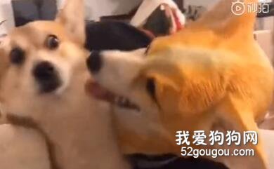 主人戴上柯基头套，结果家里柯基看到后，吓傻了......