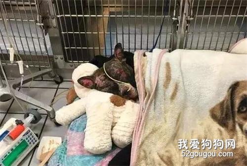 <b>狗狗被绑栏杆放火焚烧，虽然很痛但它却努力站起了身……</b>