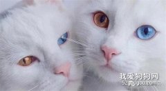 如何判断猫咪是否有真菌性皮肤病？