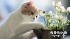 如何治疗猫真菌性皮肤病？