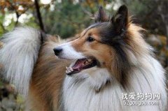 苏格兰牧羊犬口臭怎么处理?