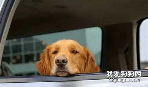 狗狗不喜欢坐车