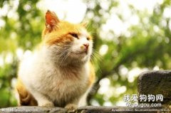 猫咪绦虫和跳蚤介绍