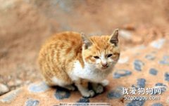 猫咪跳蚤的生长期