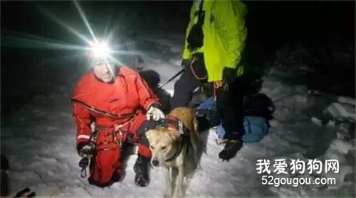 <b>掉落12米深的冰隙中，狗狗还能生还吗？</b>