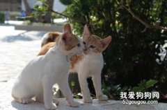 猫咪结肠炎的病因分析