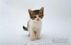 猫咪结肠炎的治疗方法