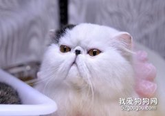 猫咪肠胃炎吃什么药?