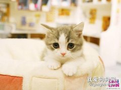 猫咪便秘的治疗及预防措施