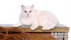 猫咪便秘做结肠切除术可根治