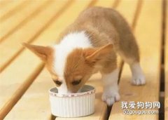 狗狗挑食？竟然有这么大危害...一定要注意！